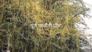 whole parasite plant cuscuta। अमरबेल [upl. by Imuyam]