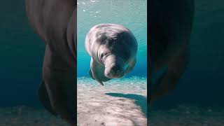 Manatees can hold their breath for up to 15 minutes underwater 💧 Manatees Shorts Animals [upl. by Cassius]