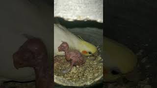 cocktail breeding pair  you tube shorts 🐣🐣 [upl. by Eliga]