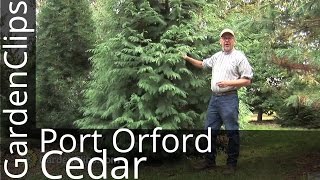 Port Orford Cedar  Chamaecyparis lawsoniana  How to grow Port Orford Cedar [upl. by Mac]