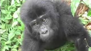 Gorilla Trekking in Bwindi Impenetrable Forest [upl. by Aroda]