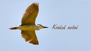 Kvakoš noční Nycticorax nycticorax Blackcrowned NightHeron [upl. by Anilah207]