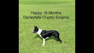 Happy 18 Months Cicada Darleyfalls Cryptic Enigma [upl. by Gagnon452]