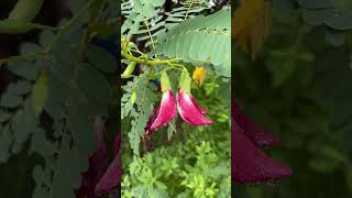 Sandalwood farming  Agathi flowers  சந்தன விவசாயம்  அகத்திய பூ [upl. by Ecinhoj424]