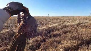 South Dakota Pheasant Hunt 111824 [upl. by Tracey128]