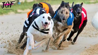 Irish Greyhound Sport Dog Racing [upl. by Sindee]