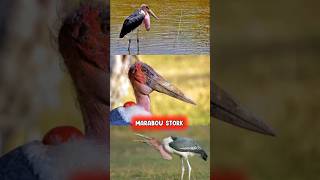 Marabou stork Bird 🐦 animal zoon  animals animalclips wildlife wildgravity facts shorts [upl. by Sylas]