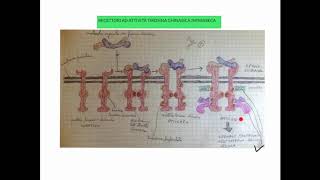 CORSO DI BIOLOGIA CELLULARE 1  LEZIONE 16 DI 23  RECETTORI AD ATTIVITA TIROSINA CHINASICA  2 [upl. by Jasen]