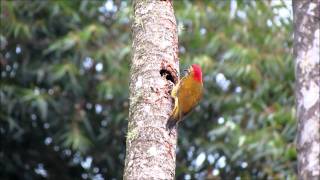 Pájaro carpintero cariblanco Colaptes rubiginosus [upl. by Hercules]