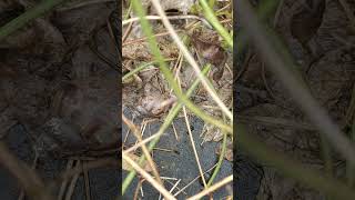 Baby snails snail snailhunter babyboy naturelovers [upl. by Brunk993]