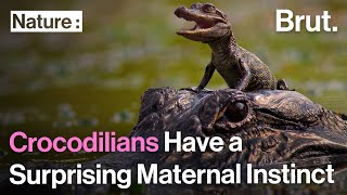 Crocodilians Have a Surprising Maternal Instinct [upl. by Llerrit]