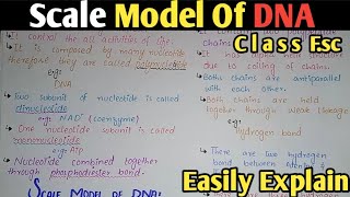 DNA Structure  Watson And Crick Model  Class 11 Biology [upl. by Godding]