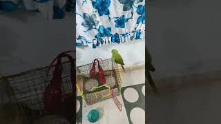 mummy mummy birds talkingparrot🦜🦜🦜 [upl. by Mahalia]