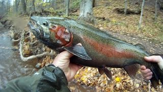 Oak Orchard STEELHEAD [upl. by Bottali]