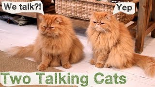 Two Talking Cats  Conversation Cats  1 [upl. by Marchelle193]