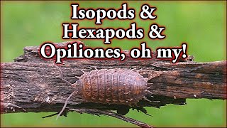 Isopods amp Hexapods amp Opiliones oh my [upl. by Deidre]