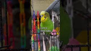 Wonderderful  Boba the Budgie  Talking Parakeet shorts [upl. by Scottie]