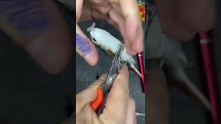 I found an electric lure fishingvideo lurefishing bigfishing baitcaster silure fishing [upl. by Barney]