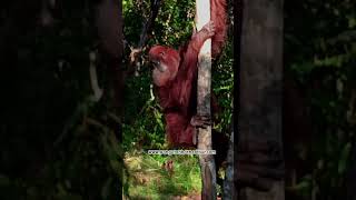 Documenter Raja hutan  dayak music wildlife orangutan nature forest saveorangutan [upl. by Burta311]