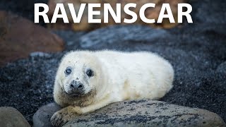 Seals at Ravenscar Seal Colony North Yorkshire [upl. by Driscoll126]