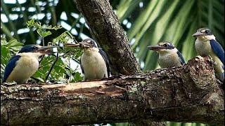 Whitecollared Kingfisher Eating Dragonfly Singapore Nature 2020 [upl. by Harbot]