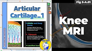 Fig 5A01 Articular Cartilage Structure Composition amp Tidemark Part 1 [upl. by Nepets454]