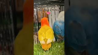 Palefellow opaline b1 b2  lovebirds variety  aqau opaline lovebird  albino black eyes breeding [upl. by Aihsekal]