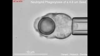 Phagocytosis of a 46 μm bead by a human neutrophil [upl. by Ikkela6]