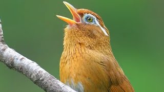 Chinese Hwamei Melodious Laughingthrush [upl. by Whitford112]