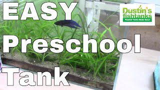 How to Keep Betta Fish BettaTank at Preschool Plants to fish Ratio [upl. by Eillim937]