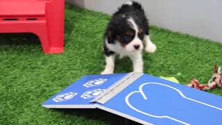 Cavalier King Charles Spaniel Puppy Missy SD 480p [upl. by Aikaj]