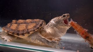 Snapping Turtle Tore The Live Shrimp Into Two Pieces  live feeding [upl. by Sorcha]