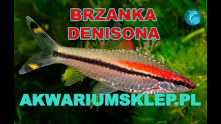 Brzanka denisona Puntius denisoni Przegląd [upl. by Erised169]