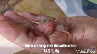 Entwicklung Amsel Tag 1 9 [upl. by Argyres957]