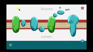 Light reaction non cyclic electron transport [upl. by Arihsan600]