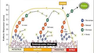 Estrus Detection Aids  Mizzou Repro [upl. by Eelatan]