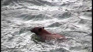 Bear goes over waterfall Yellowstone [upl. by Letsou]