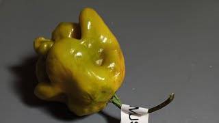 Carolina Reaper Mustard 🔥 Hot mustard pod💯 [upl. by Shantee]