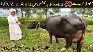 nili ravi buffalo for sale today  dairy farm knowledge  nili bhains [upl. by Nicholas]