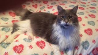 Maine Coon Oliver talking [upl. by Wearing]