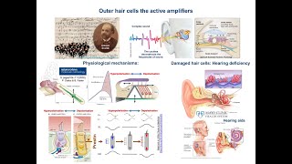 Outer hair cells amp Inner Ear  Cochlear Amplification Mechanisms [upl. by Arima]