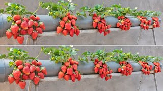 Surprised with how to grow strawberries in plastic tubes  Big sweet and fruity [upl. by Ulrike]