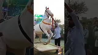 Horse dance dance horse horselover shorts youtubeshorts youtube [upl. by Osmund542]