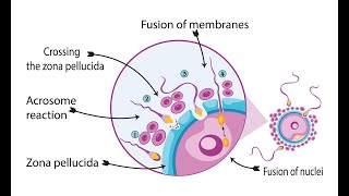 Binding and fusion of plasma membrane of oocyte and sperm  Phase 3 of fertilization [upl. by Ennoryt]