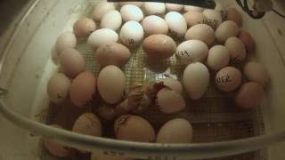 chicken egg hatching [upl. by Edy]