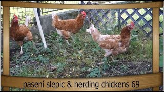 pasení slepic amp herding chickens 69 [upl. by Gilpin]