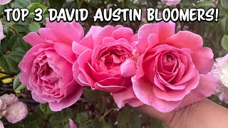 Top 3 David Austin Roses Best Summer Bloomers [upl. by Adien]