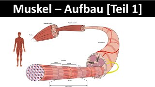 Aufbau des Muskels  Muskelanatomie  Skelettmuskel  Sarkomer Biologie  Sport Oberstufe 16 [upl. by Zipah]