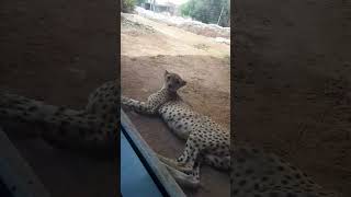 Cheetah animals sharjahuae animallover foryou [upl. by Ingeborg260]