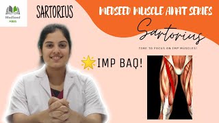 SARTORIUS Muscle Anatomy Origin Insertion Innervation Action and Special features [upl. by Llehcnom]